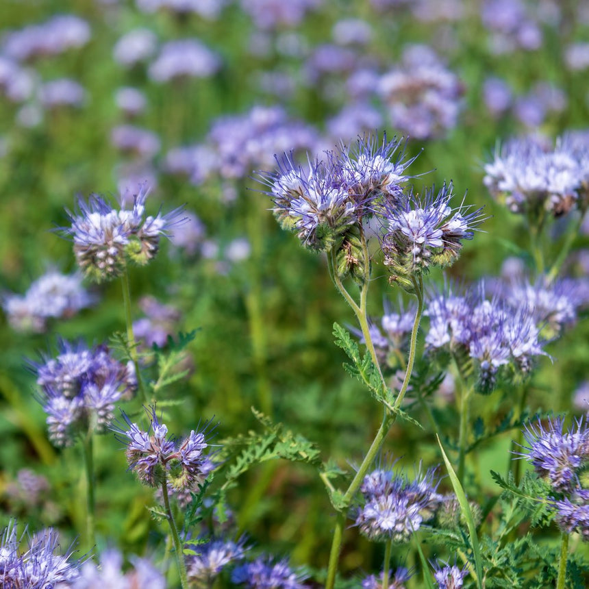 Close-up photograph of vibrant purple Lacy Phacelia flowers blooming in a garden setting with a blurred green background.