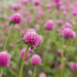 Close-up view of a vibrant lavender-pink Lavender Lady gomphrena bloom with tiny yellow accents on a slender green stem against a soft-focus background of matching flowers.