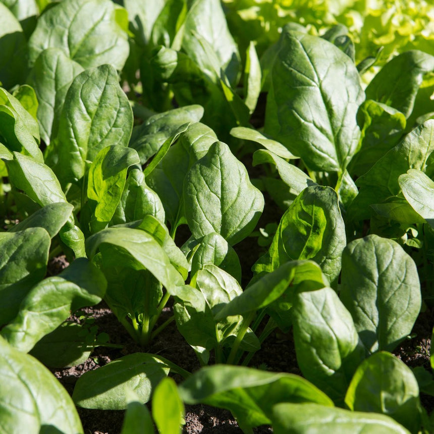 Close-up of young spinach plants with broad, glossy, deeply veined green leaves growing densely in dark soil, sunlight highlighting their crinkled texture.