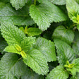 Close-up of lemon balm foliage showing crinkled, deeply veined green leaves with serrated edges and fresh, lighter-coloured new growth emerging at the tips.