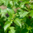 Close-up of a lemon basil plant showing serrated, veined green leaves and a fuzzy, budding flower cluster forming at the stem's centre, set against a blurred backdrop of more foliage.