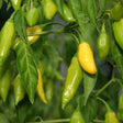 Close-up of bright yellow and green ripening Lemon Drop chile peppers hanging among leafy green foliage.