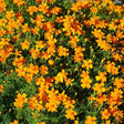 A dense mass of small single signet marigolds in bright orange and gold tones with reddish centre markings, growing among finely divided, fern-like green foliage in full sun.