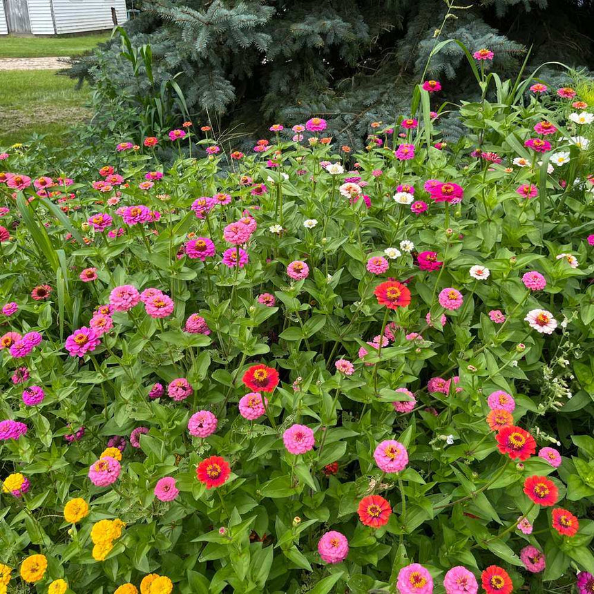 A dense garden bed of Lilliput zinnias in full bloom, showing pompom-shaped flowers in pink, magenta, red, yellow, and white amid green foliage, growing beneath a large evergreen tree.