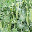 Little Marvel Petite Shelling Pea plants with developing pods in a garden setting