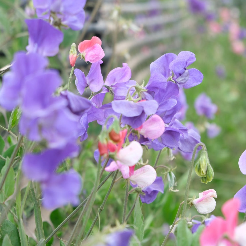 Sweet pea flowers in mixed lavender-purple, pink and white blooms climb slender stems with curling tendrils, growing against a support trellis with soft green foliage blurred behind.