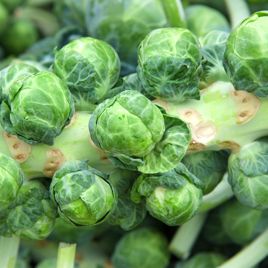Close-up of tightly packed Brussels sprouts growing in a spiral along a thick stalk, their pale green layered leaves showing where lower sprouts have been harvested.