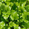 Close-up view of bright green, lush cilantro foliage with deeply lobed, delicate leaves growing densely in a garden, for Long Standing Santo Cilantro/Coriander Seeds.