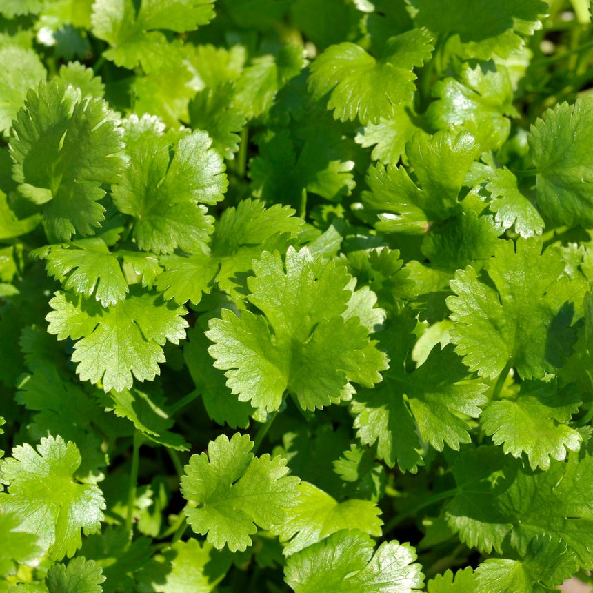 Close-up view of bright green, lush cilantro foliage with deeply lobed, delicate leaves growing densely in a garden, for Long Standing Santo Cilantro/Coriander Seeds.