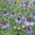 Love-in-a-mist 'Delft Blue' in bloom, pale lilac-blue star-shaped flowers with dark maroon centres amid feathery green foliage, with rounded seed pods forming among the blooms.
