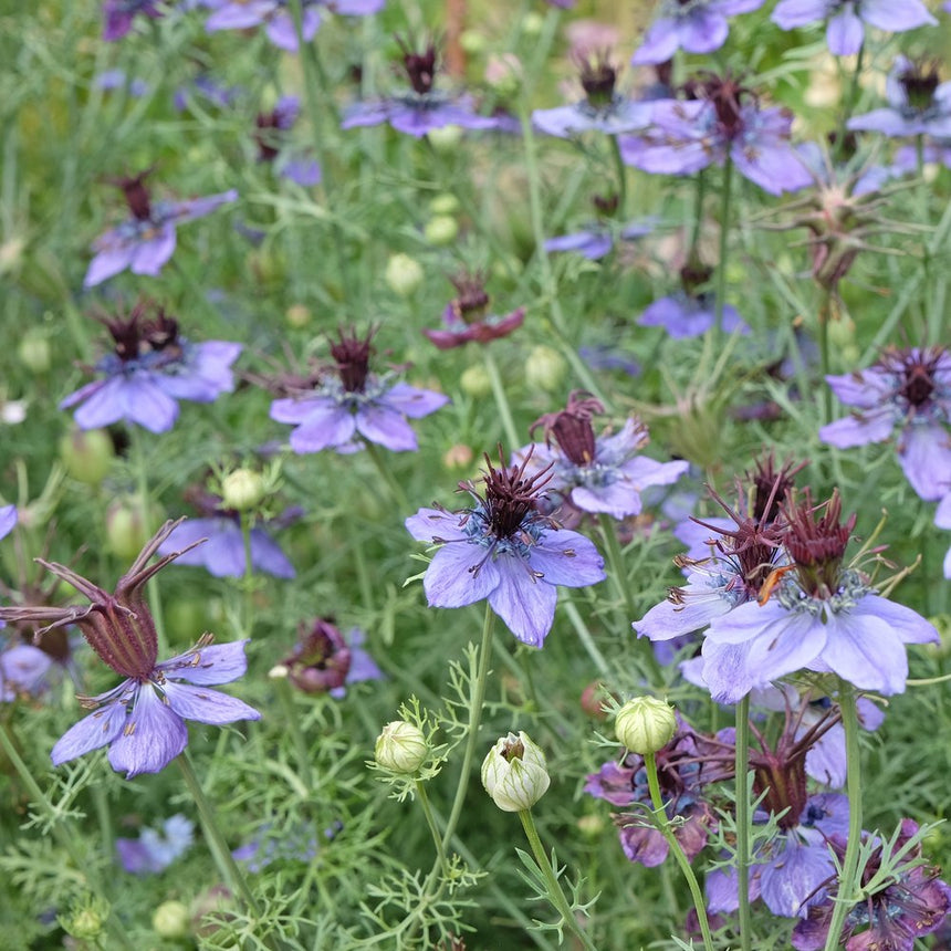 Love-in-a-mist 'Delft Blue' in bloom, pale lilac-blue star-shaped flowers with dark maroon centres amid feathery green foliage, with rounded seed pods forming among the blooms.
