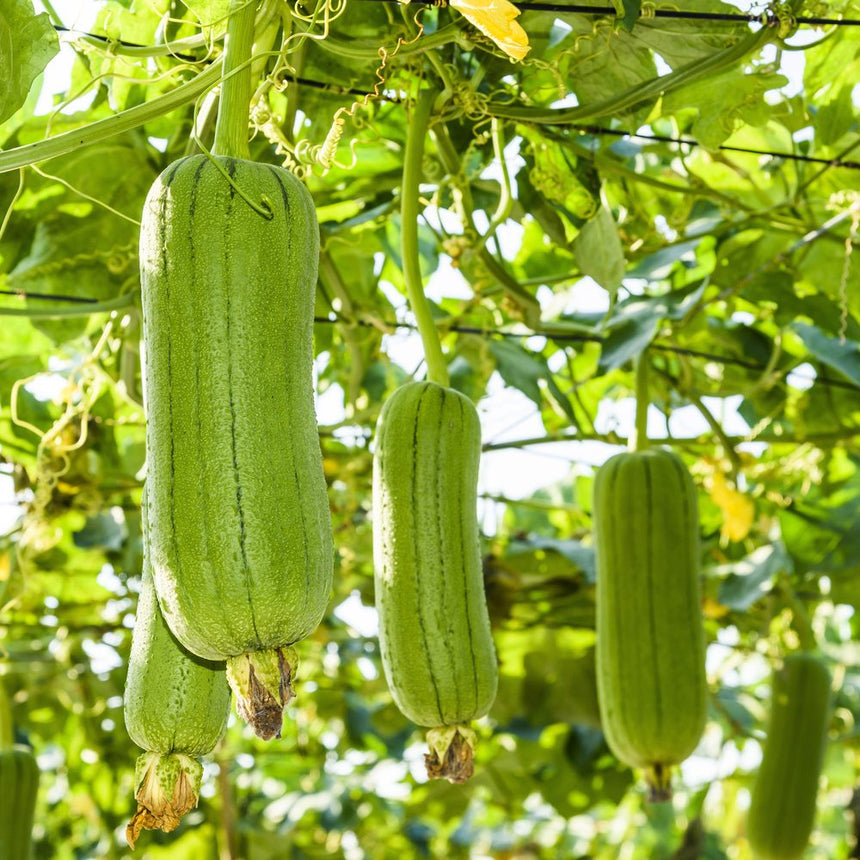 Ridged green luffa gourds of varying lengths hang from a trellised vine, their dried flower ends still attached, surrounded by broad leaves and curling tendrils.