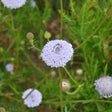 Close-up of a lace flower (Trachymene) in bloom, its rounded cluster of tiny pale lavender-white florets opening around a still-tight blue-grey centre, with unopened green buds and more blooms visible amid feathery foliage.