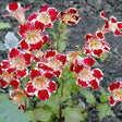 Red and white Magic Mix Monkey Flower  with green leaves on a dark soil background
