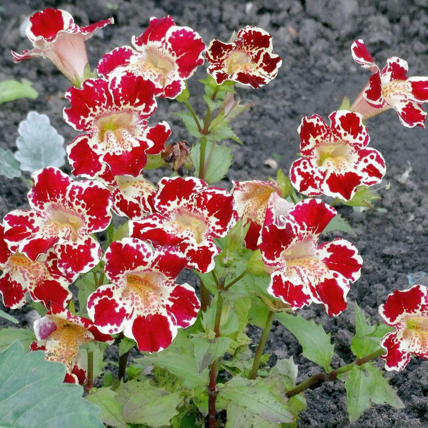 Red and white Magic Mix Monkey Flower  with green leaves on a dark soil background