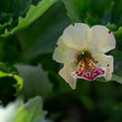 Close-up of a white Magic Mix Monkey Flower with red spots on a green leaf background