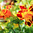 Close-up of a red and yellow Magic Mix Monkey Flower with a blurred green background