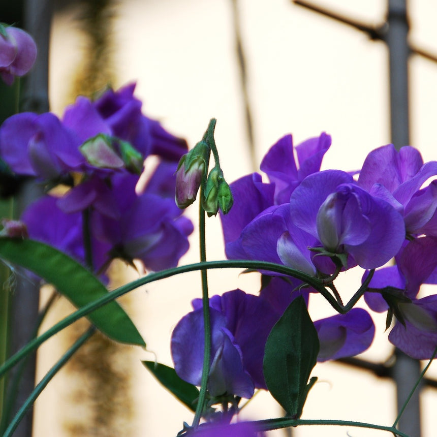 Close-up of purple Mammoth Navy Blue Sweet Pea flowers with green leaves against a blurred background