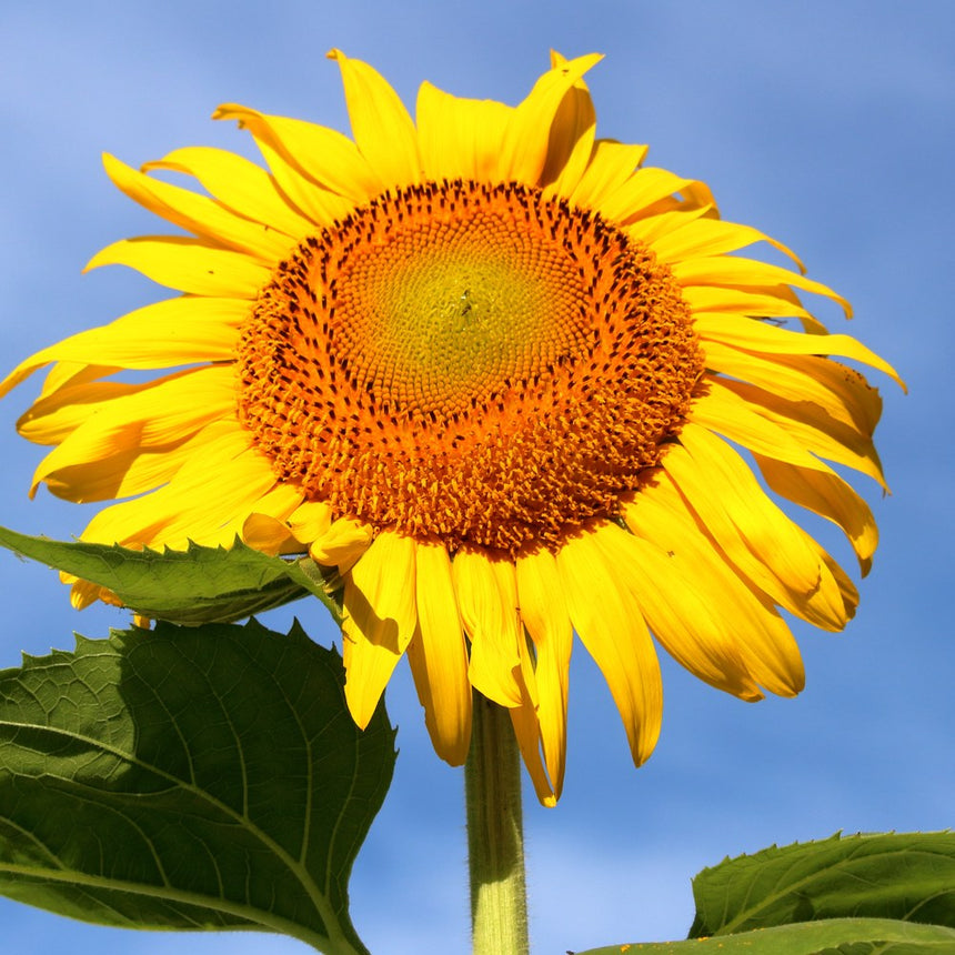 A single mammoth sunflower in full bloom, its broad yellow petals surrounding a dense orange-brown seed head, photographed against a clear blue sky with coarse green leaves below.