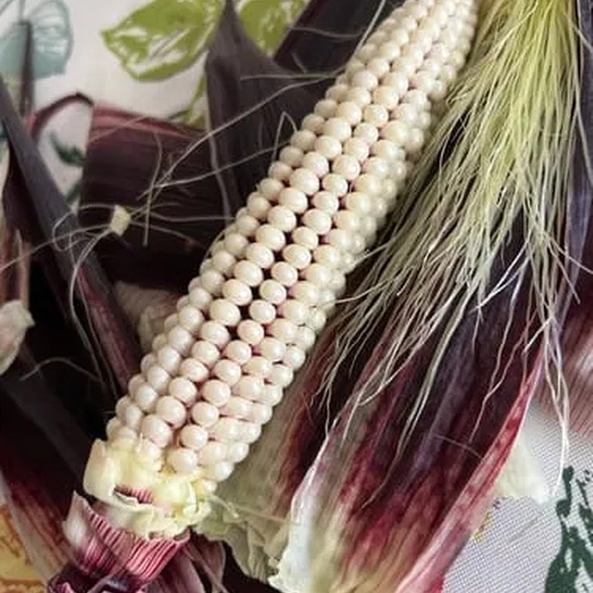 Close-up of a partially husked corn cob with pearly white kernels arranged in neat rows, its dark maroon-streaked husk peeled back to reveal pale green-gold silk strands.