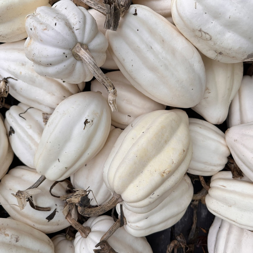 Close-up view of a large pile of harvested white Mashed Potatoes acorn winter squashes with light tan stems.