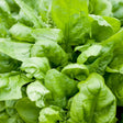 Close-up of Matador spinach plants showing dense, glossy, crinkled green leaves with a small emerging flower spike visible among the foliage.