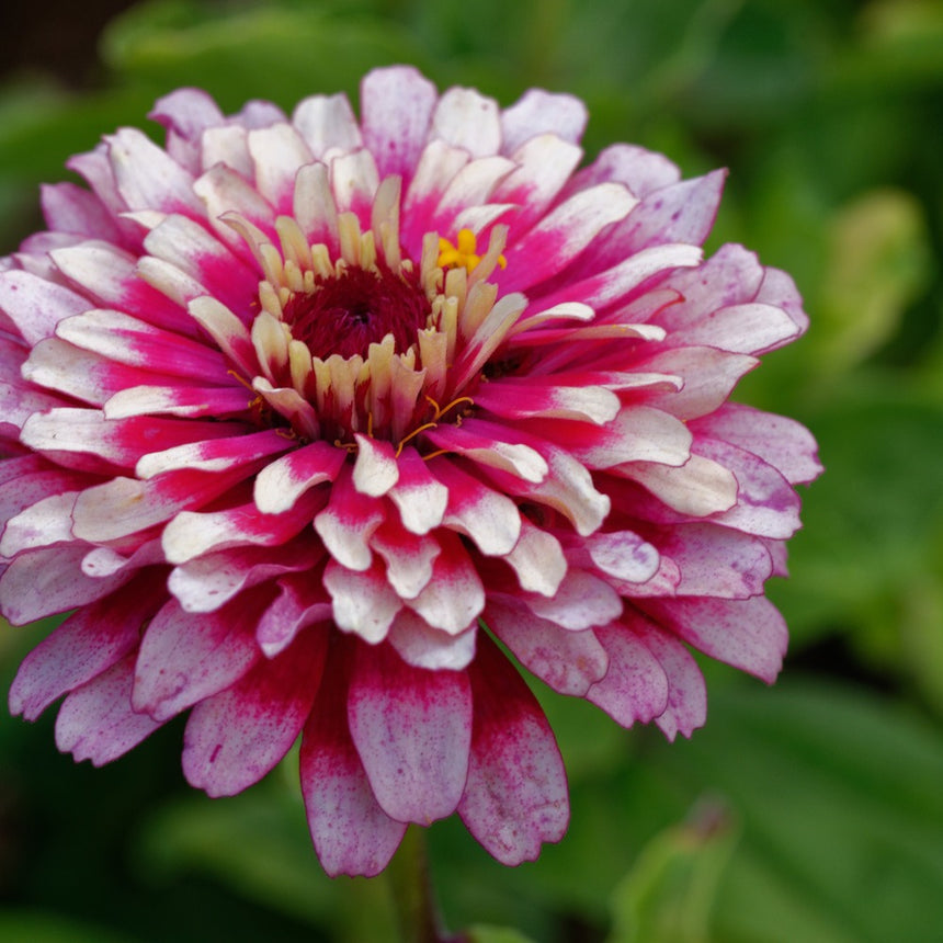 Close-up of a fully double Mazurkia zinnia bloom with densely layered petals striped in raspberry pink and cream, small yellow stamens visible at the centre, set against a blurred green foliage background.