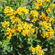 Clusters of small five-petaled yellow flowers with deep orange centres bloom densely among narrow green leaves on a bushy Mexican tarragon plant in bright sunlight.