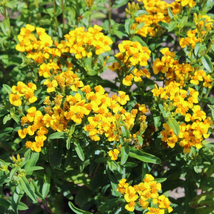 Clusters of small five-petaled yellow flowers with deep orange centres bloom densely among narrow green leaves on a bushy Mexican tarragon plant in bright sunlight.