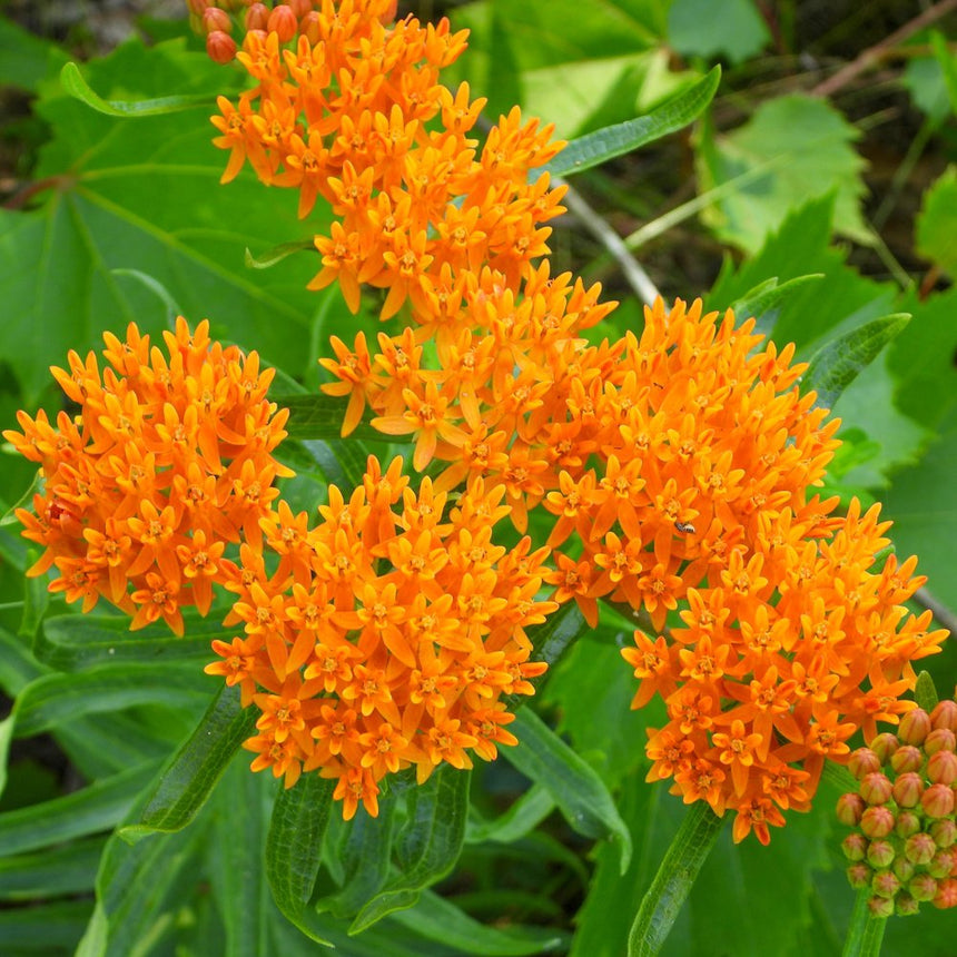 Clusters of vivid orange butterfly milkweed flowers bloom in tight, star-shaped umbels alongside unopened buds, surrounded by narrow green leaves and a broader-leafed plant in the background.