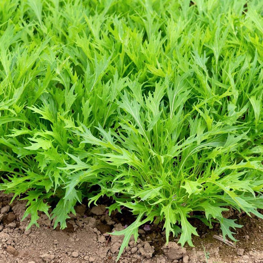 Rows of mizuna mustard growing in a garden bed, showing their deeply serrated, feathery green leaves clustered densely above the bare soil.