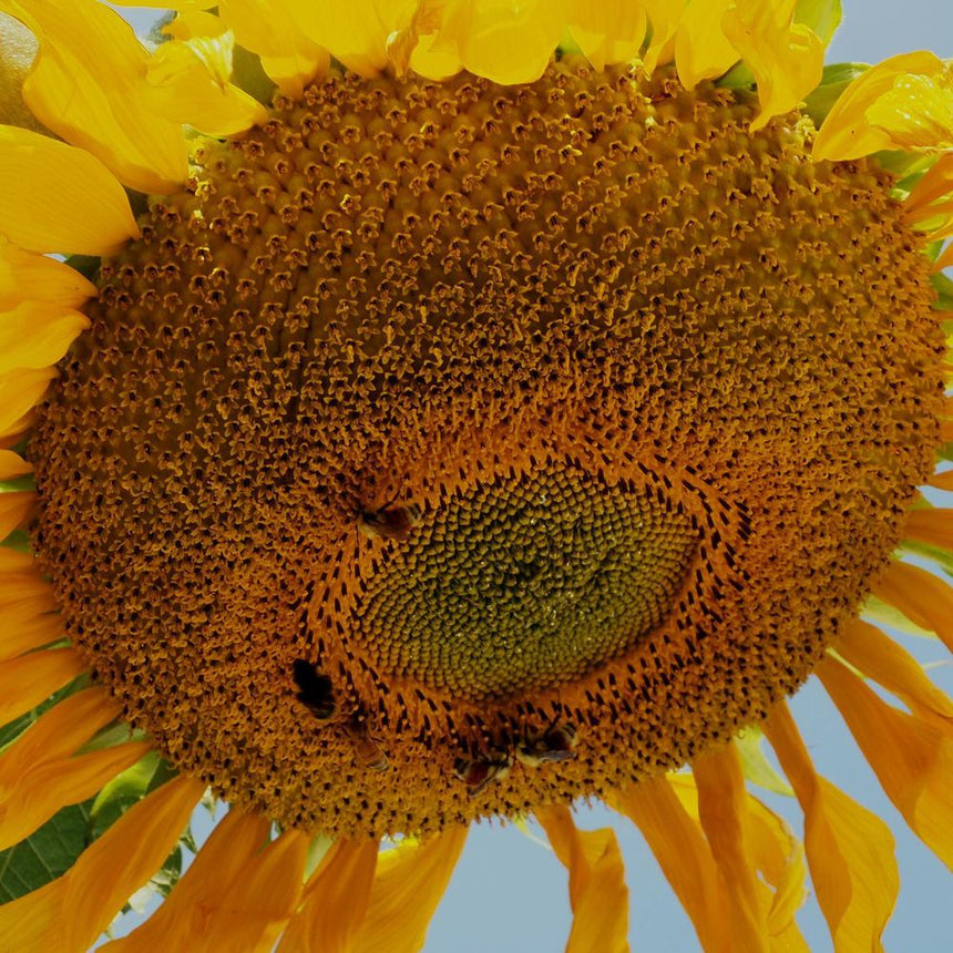 Extreme close-up of a massive Mongolian Giant Sunflower Seeds flower head showing dense, spiraling seed discs surrounded by vibrant yellow ray petals against a blue sky.