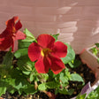 Red Magic Mix Monkey Flowers in a pot with a white textured background