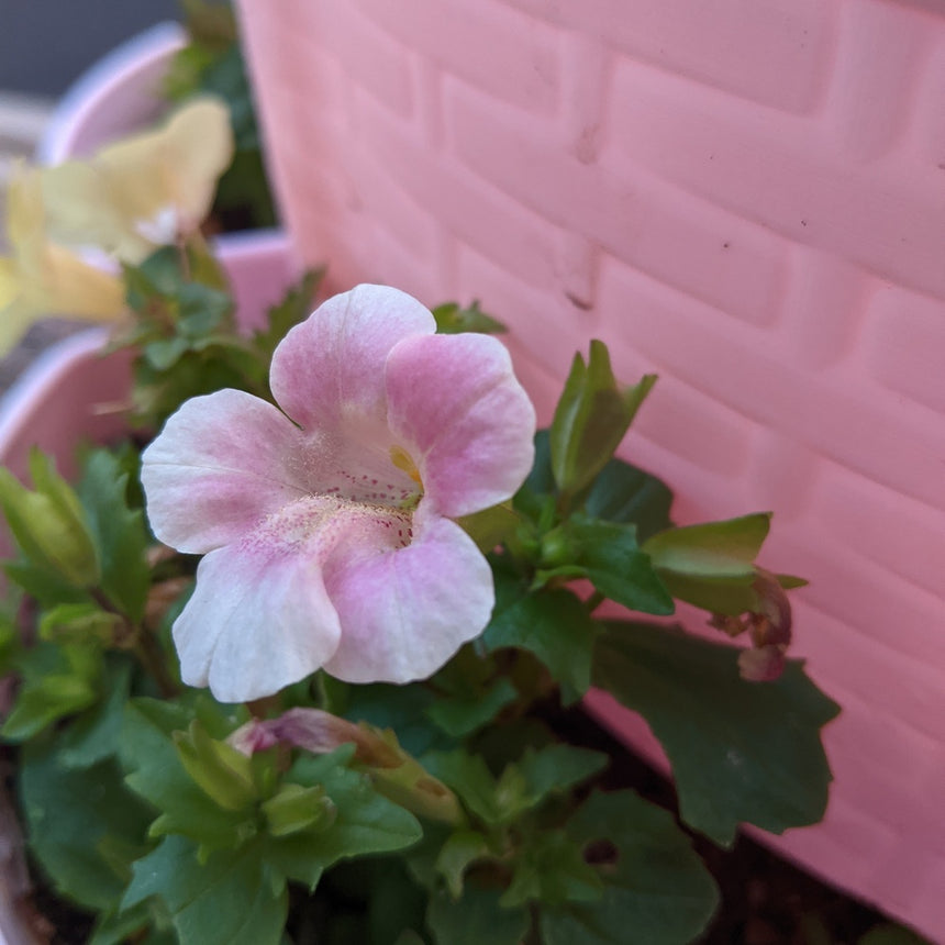 Pink Magic Mix Monkey Flower with green leaves in front of a pink container