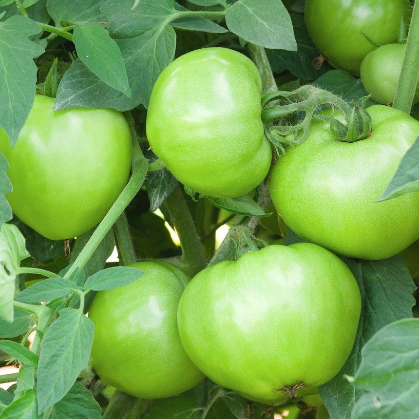 Close-up of several large, unripe green tomatoes clustered together on a bushy vine, their smooth skins still fully green amid dense, hairy-stemmed foliage.