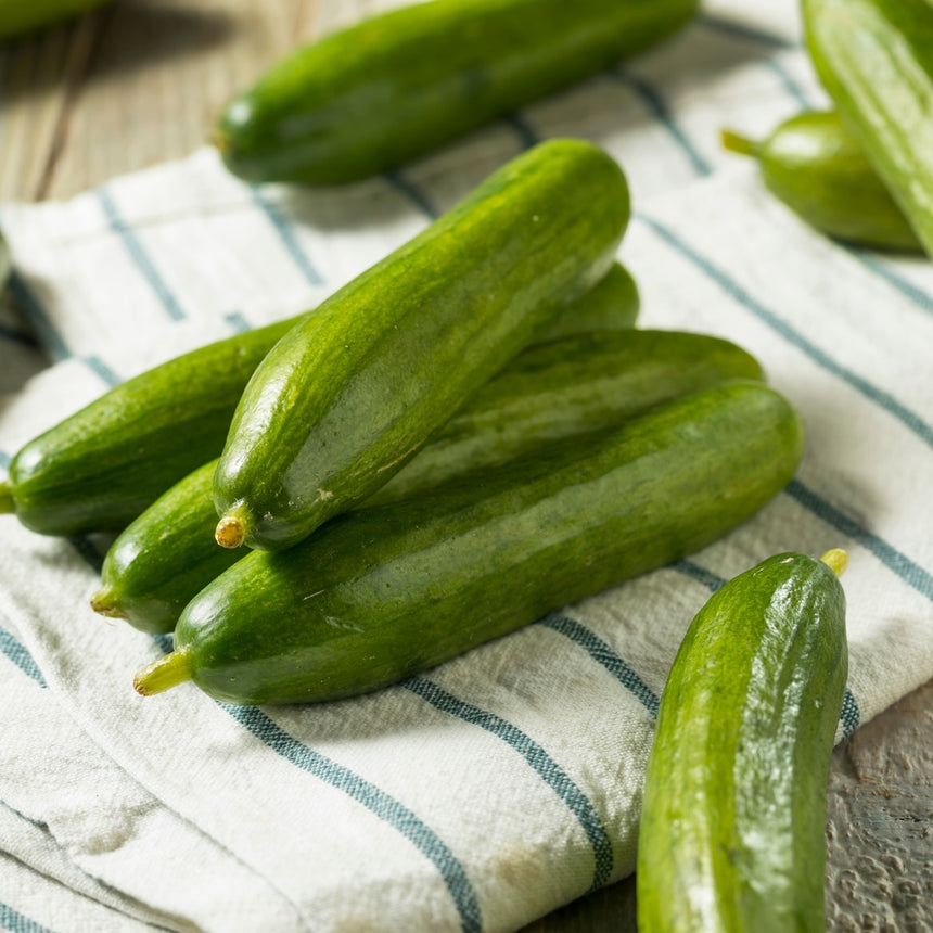 A pile of freshly harvested Muncher Persian cucumbers, smooth-skinned and dark green with dried stem tips, resting on a blue-and-white striped cloth on a wooden surface.