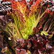 Close-up of New Red Fire leaf lettuce showing ruffled outer leaves in deep burgundy-red with pale lime-green centre leaves and yellow-white ribs.