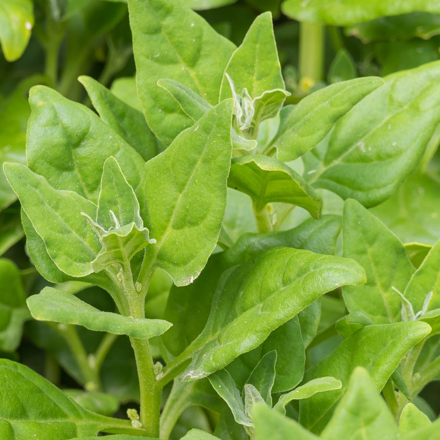 Close-up of New Zealand spinach foliage, showing thick, fleshy, arrow-shaped green leaves with visible veining growing densely along succulent stems.