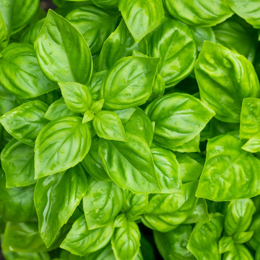 Close-up of fresh Noga Basil leaves