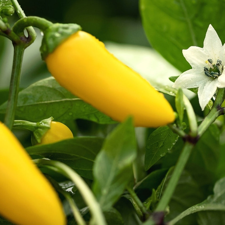 Close-up of glossy yellow jalapeño peppers ripening on the plant alongside a small white star-shaped flower and dew-speckled green leaves.