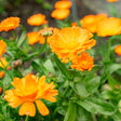 Cluster of pot marigold (calendula) flowers in bright orange with layered petals and golden centres, blooming among green foliage in a garden bed.