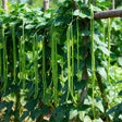 Yard long bean plants trained up wooden poles, with numerous slender green pods measuring well over a foot long dangling among the dense, heart-shaped foliage.