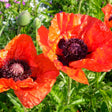 Two brilliant orange oriental poppies with crinkled, tissue-like petals and dark purple-black centres, surrounded by unopened seed pods and green foliage in bright sunlight.