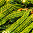 Close-up of freshly harvested Costata Romanesco zucchini, their ribbed, mottled green skin visible in a heaped pile alongside curled tendrils and a few withered blossom ends.