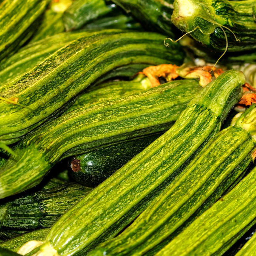 Close-up of freshly harvested Costata Romanesco zucchini, their ribbed, mottled green skin visible in a heaped pile alongside curled tendrils and a few withered blossom ends.