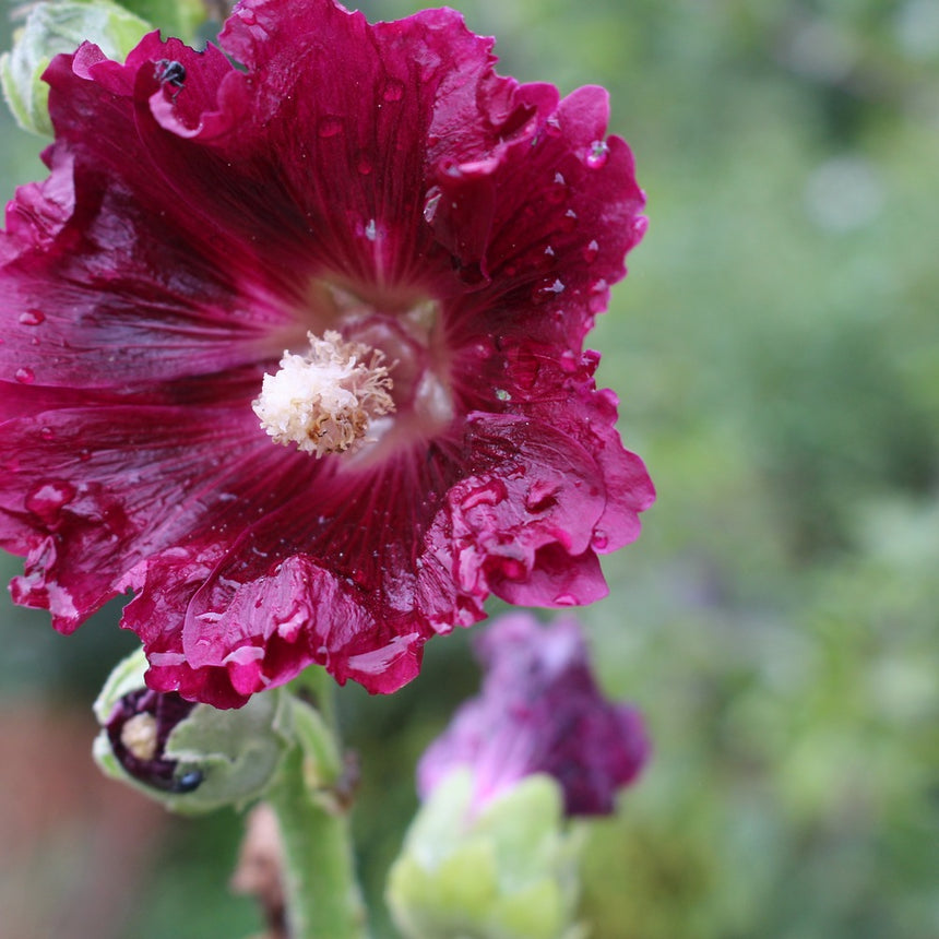 Close-up of a deep maroon hollyhock flower with ruffled, veined petals beaded with raindrops and a pale cream stamen at its centre, with a bud and blurred green foliage behind.