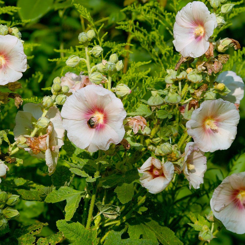 Cluster of pale pink hollyhock blooms with deep rose throats and yellow centres open along tall stems amid green foliage and unopened buds, a small dark beetle nestled in one flower.