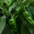 Close-up of glossy green Padron chile peppers with wrinkled, bumpy skin hanging in clusters among wet leaves, water droplets visible on both the fruit and foliage.