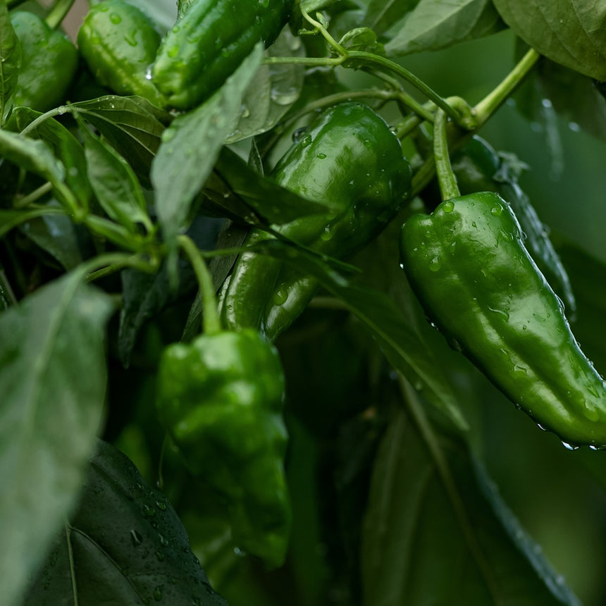 Close-up of glossy green Padron chile peppers with wrinkled, bumpy skin hanging in clusters among wet leaves, water droplets visible on both the fruit and foliage.