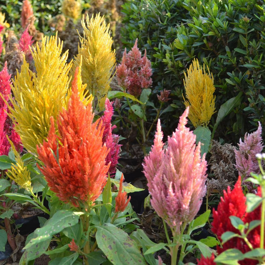 Feathery plume-shaped celosia flower heads in a mix of colours including orange, yellow, pink, magenta and red, growing upright among green foliage in a garden bed.